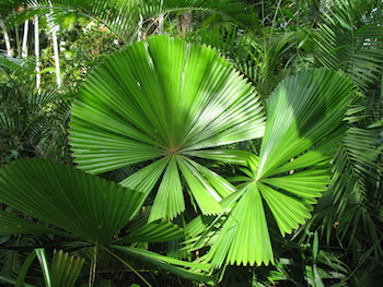energy check, licuala fan palm